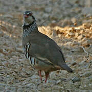 Red-legged Partridge