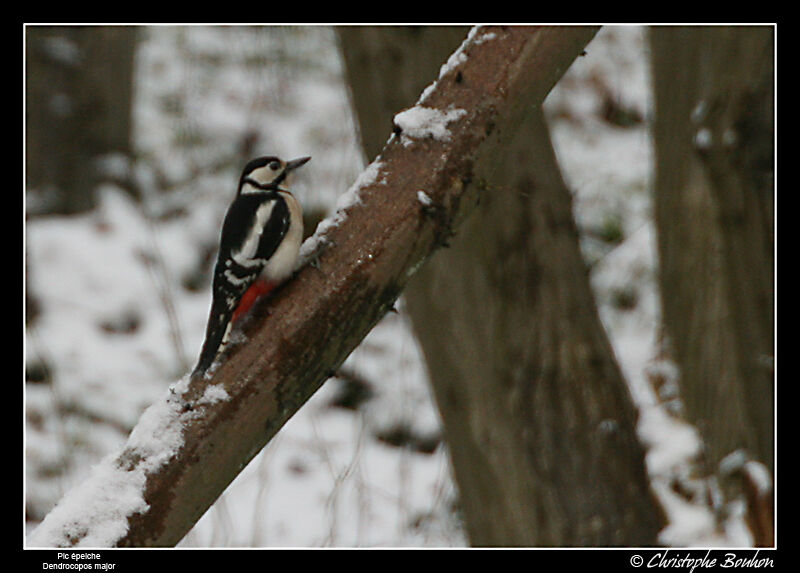 Great Spotted Woodpecker