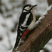 Great Spotted Woodpecker