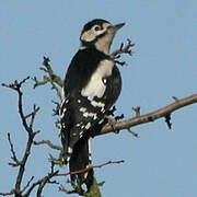 Great Spotted Woodpecker