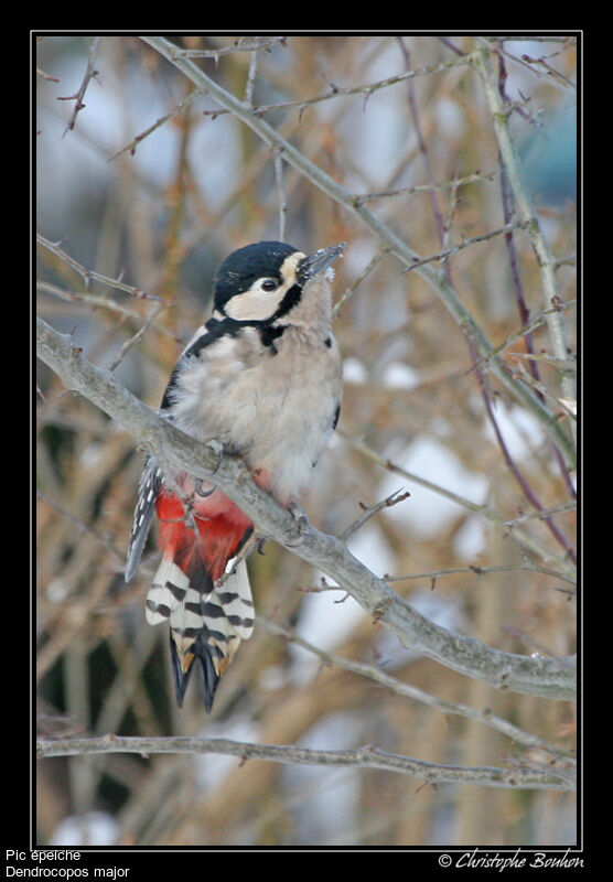 Great Spotted Woodpecker