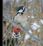 Great Spotted Woodpecker