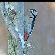 Great Spotted Woodpecker