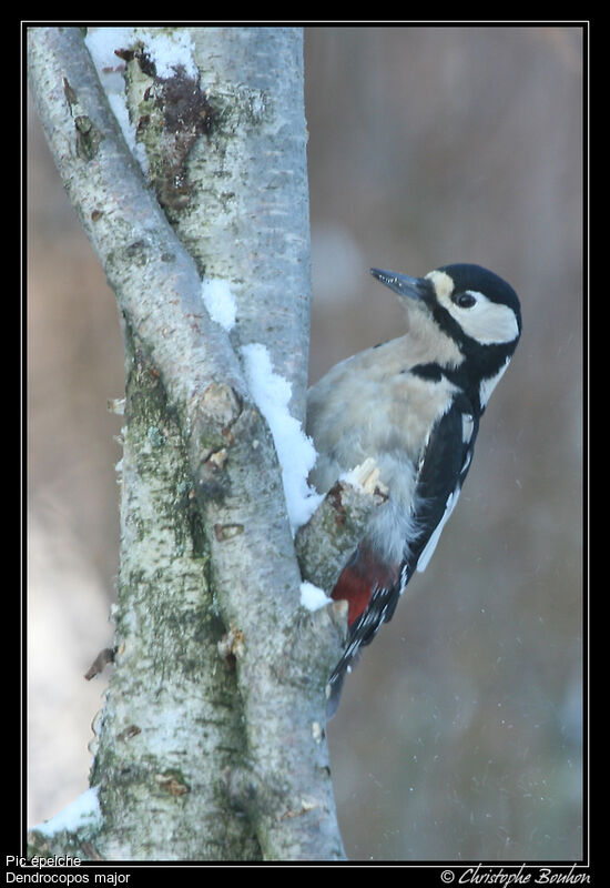 Great Spotted Woodpecker, identification, Behaviour