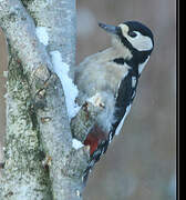 Great Spotted Woodpecker