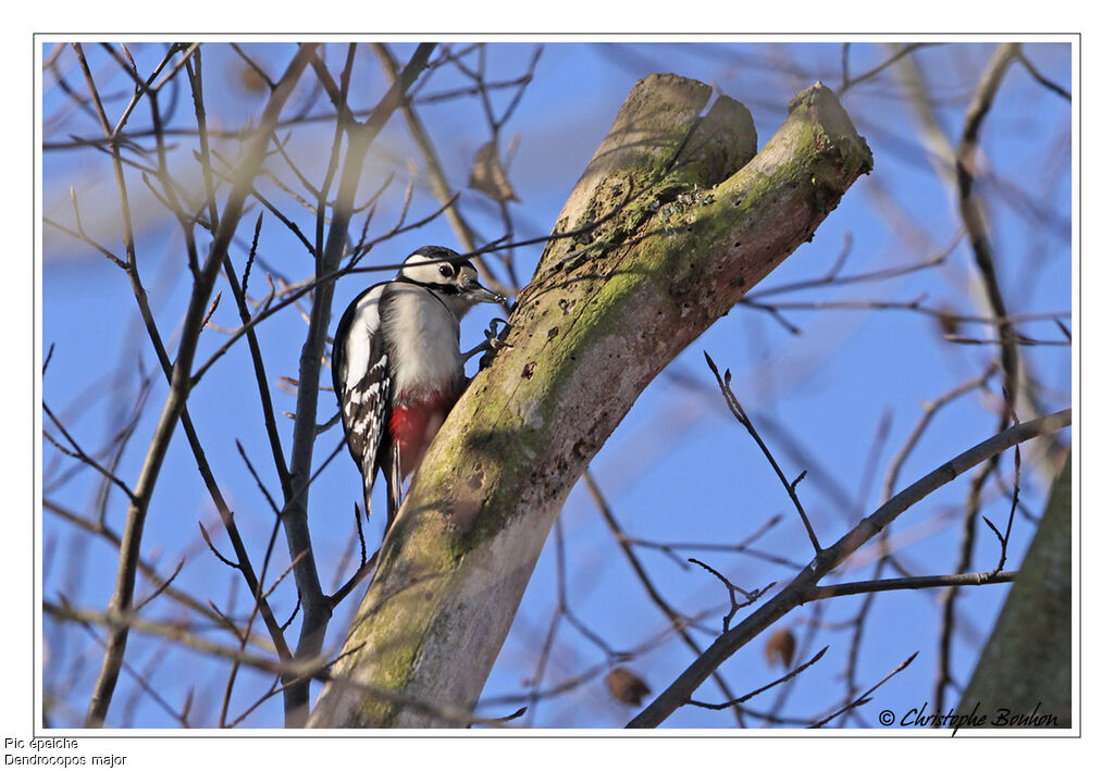 Great Spotted Woodpecker