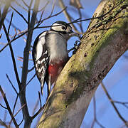 Great Spotted Woodpecker