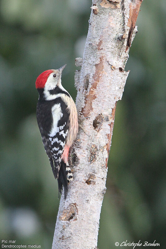 Middle Spotted Woodpecker, identification