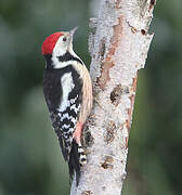 Middle Spotted Woodpecker