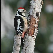 Middle Spotted Woodpecker