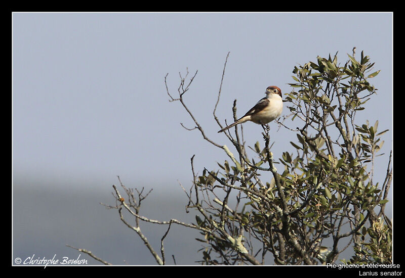 Woodchat Shrike, identification