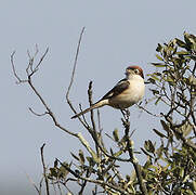 Woodchat Shrike