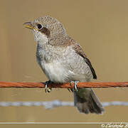 Red-backed Shrike