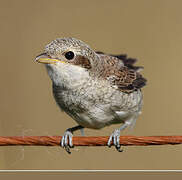 Red-backed Shrike