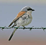 Red-backed Shrike