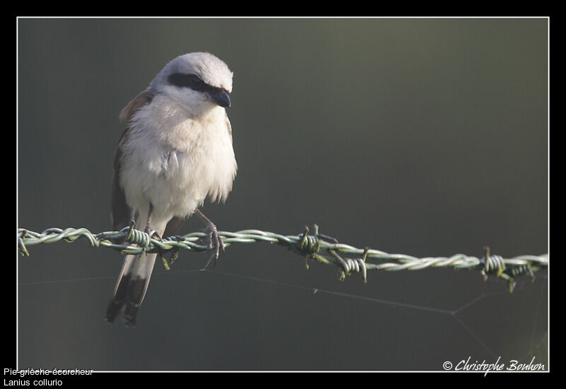 Pie-grièche écorcheur mâle adulte, identification