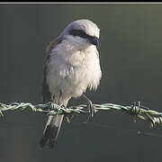 Red-backed Shrike