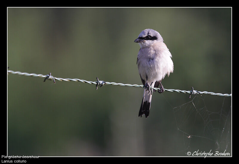 Pie-grièche écorcheur mâle adulte, identification