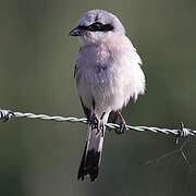 Red-backed Shrike