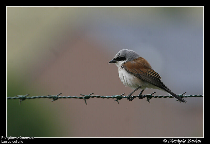 Red-backed Shrike male adult, identification