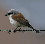 Red-backed Shrike