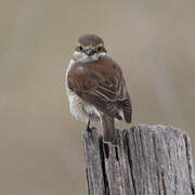 Red-backed Shrike