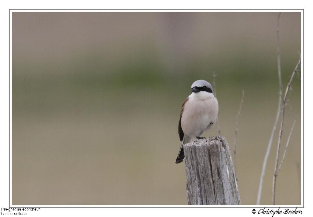 Pie-grièche écorcheur mâle, identification