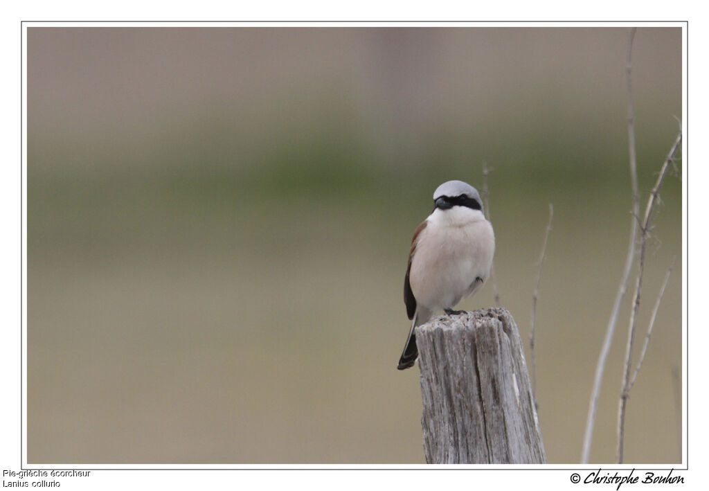 Red-backed Shrike male, identification