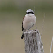 Red-backed Shrike