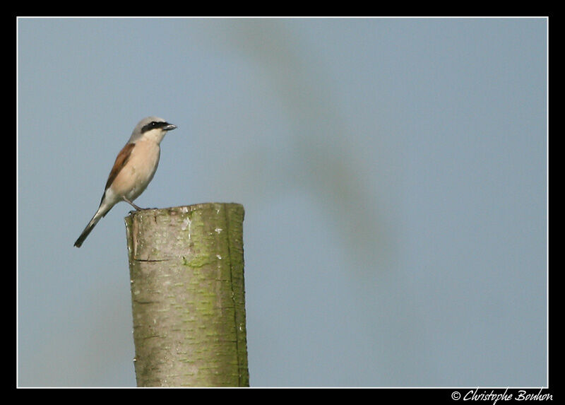 Red-backed Shrike male adult