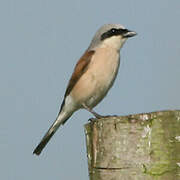 Red-backed Shrike