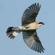 Red-backed Shrike