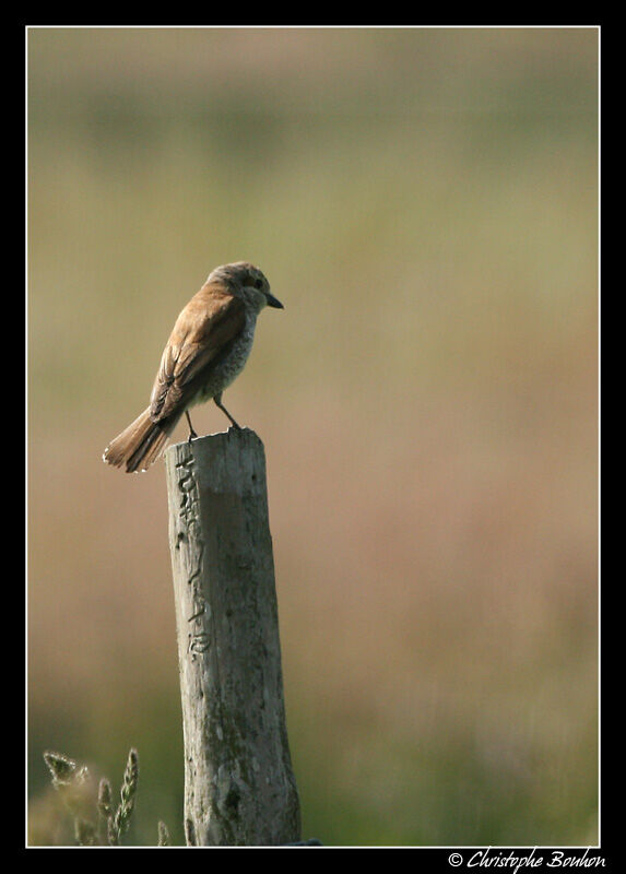 Red-backed Shrike