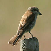 Red-backed Shrike