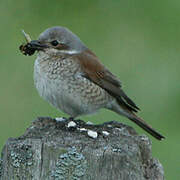 Red-backed Shrike