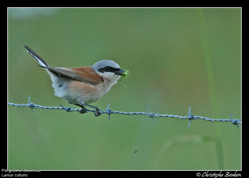 Red-backed Shrike male adult