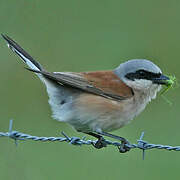 Red-backed Shrike