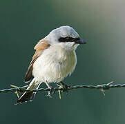 Red-backed Shrike