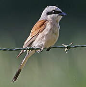 Red-backed Shrike