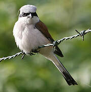 Red-backed Shrike