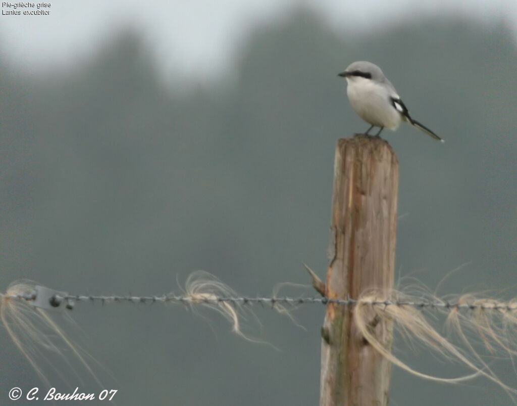 Great Grey Shrike