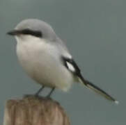 Great Grey Shrike