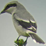 Great Grey Shrike