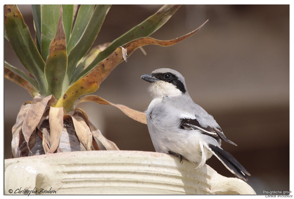 Great Grey Shrikeadult, identification