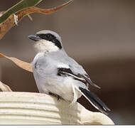 Great Grey Shrike