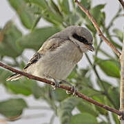 Great Grey Shrike