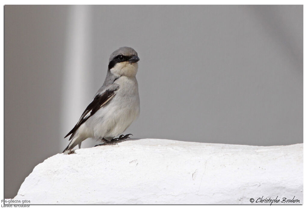 Great Grey Shrikeadult, identification