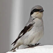 Great Grey Shrike