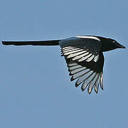 Eurasian Magpie