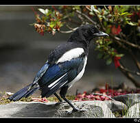 Eurasian Magpie